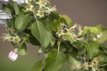 Spring blossoms beautiful flowers on apple tree in nature