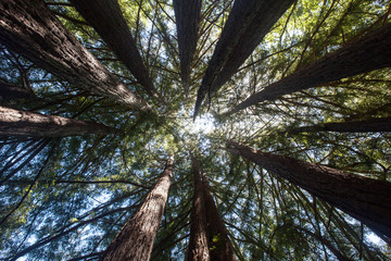 Redwood Trees in Northern California