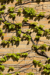 Vine Growing on Brick Wall