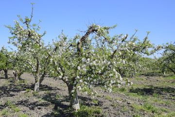 Blooming apple orchard. Adult trees bloom in the apple orchard. Fruit garden