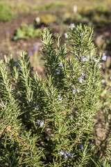 Rosemary blossom in herb garden closeup detail color