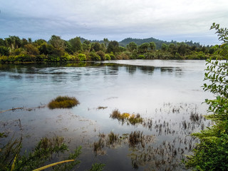 Clear spring water, New Zealand - Stock Image 
