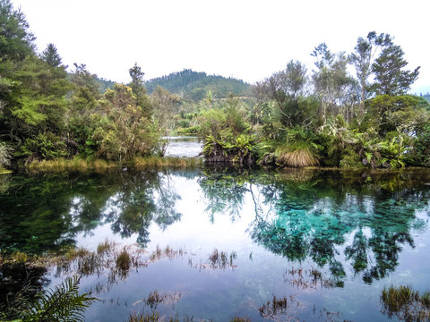 Clear spring water, New Zealand - Stock Image 