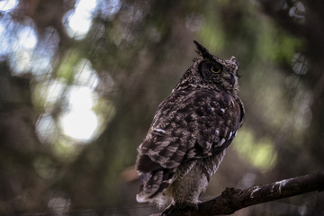Animal close-up photography.  Spotted owl observe the surroundings..