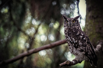 Animal close-up photography.  Spotted owl observe the surroundings..