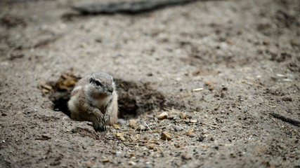 Animal close-up photography. Ground squirrels bserve the surroundings.
