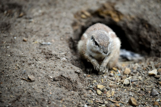 Animal close-up photography. Ground squirrels bserve the surroundings.