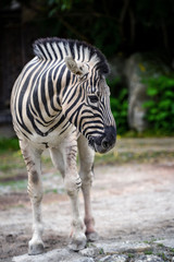 Animal close-up photography. Zebra in the wild.