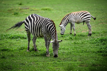 Obraz na płótnie Canvas Animal close-up photography. Zebra in the wild.