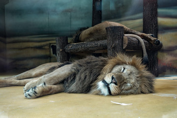 Naklejka premium Animal close up photography Lion sleeping nap.