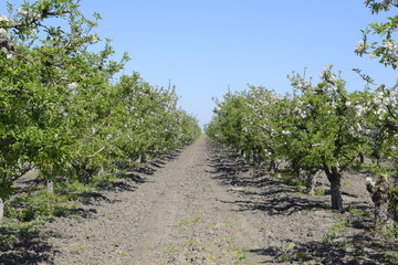 Fototapeta na wymiar Blooming apple orchard. Adult trees bloom in the apple orchard. Fruit garden