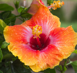 Peony Flower after the Rain