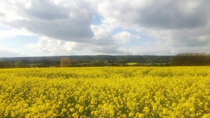 Obraz premium Rapsfeld im Weserbergland 