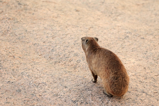 Procavia capensis g&oacute;ralka przylądkowa