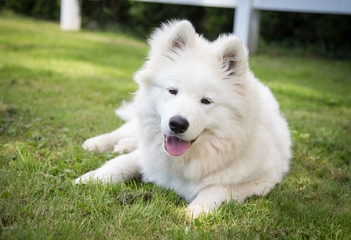 Samoyed dog