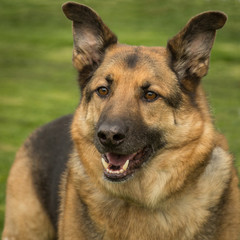 German shepherd