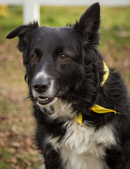 border collie