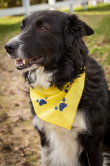 Fototapeta premium border collie