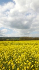 Rapsfeld im Weserbergland 