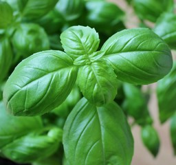 Basil leaves