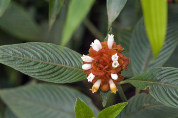 Flower Psychotria ruelliifolia in bloom