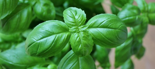 Basil leaves