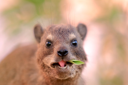 g&oacute;ralek przylądkowy Procavia capensis w parku narodowym Augrabies