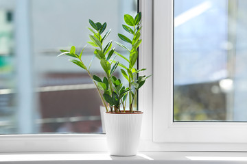 Beautiful home plant on windowsill