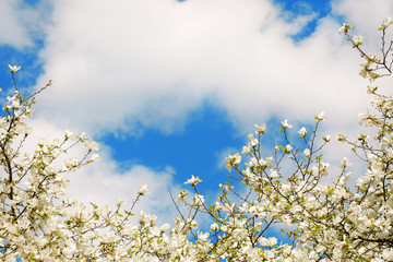 Blossoming branches on sky background