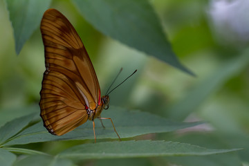 brown butterfly with space