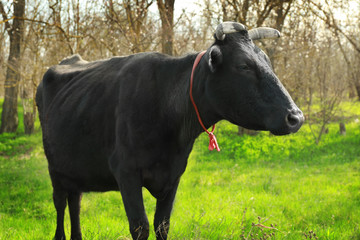 Black cow grazing on field with green grass