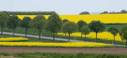 allee und landschaft mit rapsfeldern