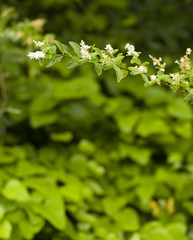 A Simple Background of Green Foliage