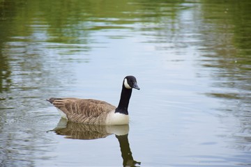 Obraz premium duck water