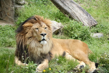 Naklejka premium ライオン