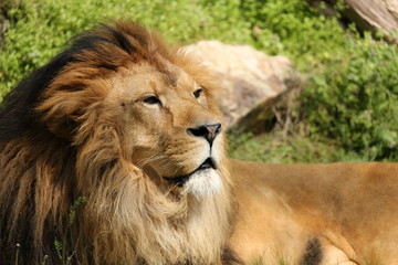 ライオン