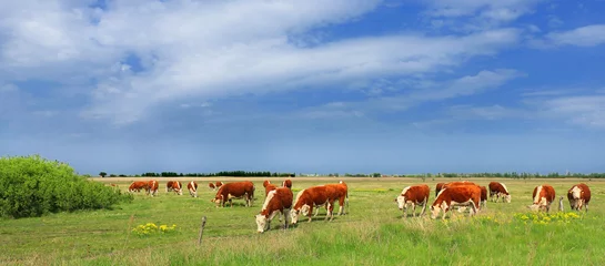 Abwaschbare Fototapete Kuh Kühe grasen auf der Weide