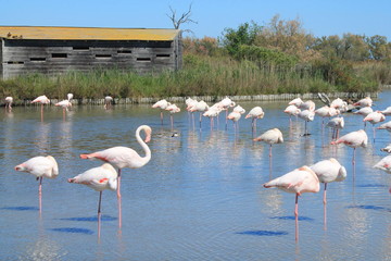 Flamants roses en Camargue, France
