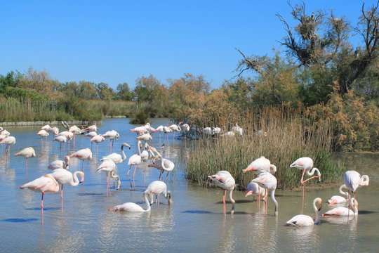 Flamants roses en Camargue, France
