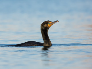 Double-crested Cormorant Swimming