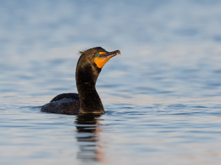 Double-crested Cormorant Swimming