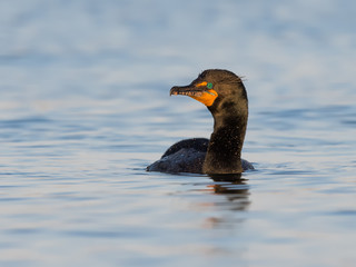 Double-crested Cormorant Swimming