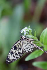 butterfly with space at top