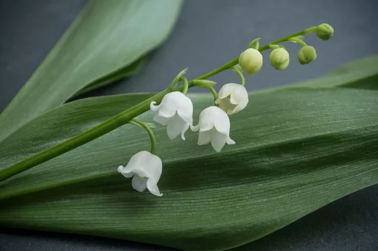 Bouquet De Muguet Porte Bonheur Stock Photo Adobe Stock Bouquet De Muguet Porte Bonheur Stock Photo Adobe Stock