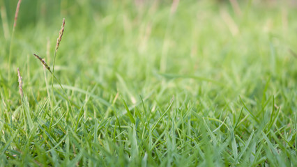 Green grass