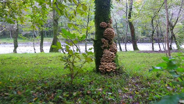 View on mushrooms growing on the tree 