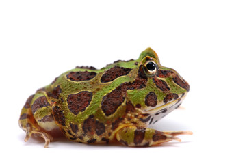 pacman frog isolated on white background