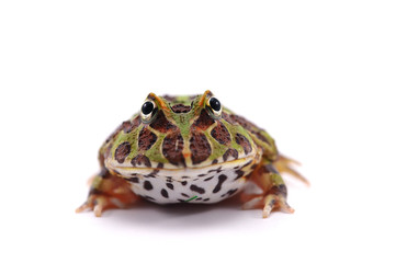 pacman frog isolated on white background