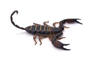 african scorpion isolated on white background