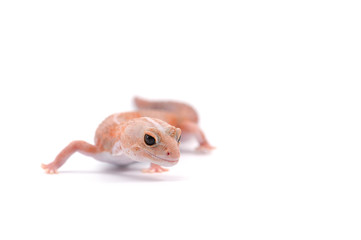 fat tail gecko isolayed on white background